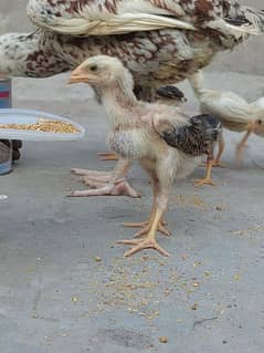 Aseel chicks for sale home breed