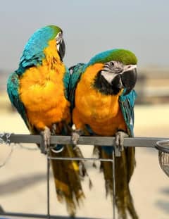Blue and Gold Macaw Pair