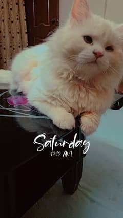 Female Persian cat 03182044628 whtsapp only