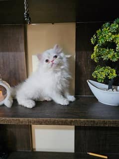 High quality Persian kitten female for sale Pure punch face