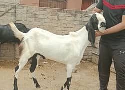 Bakra For Sale / Qubani ka Janwar / Goat For Sale