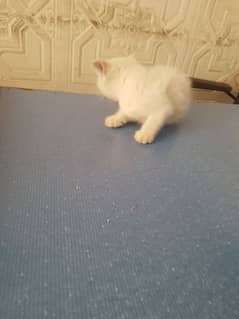 persian cat kitten for sale double cotted