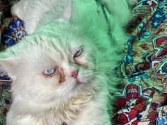 persian male cat semi punch blue eyes 1.5 year age