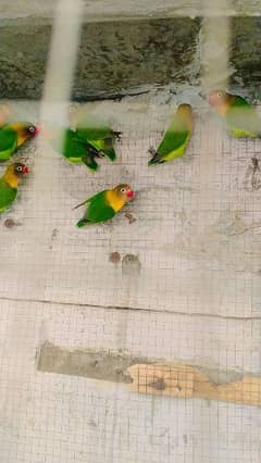 Lovebirds Fisher colony for sale