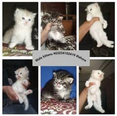 kitten availble for sale