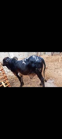 Bachra cow or barbari bacha