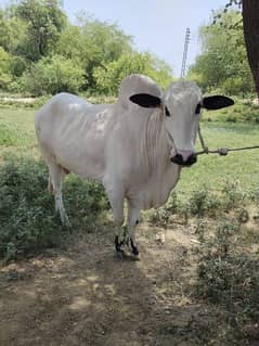 dowanda bull