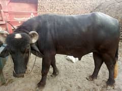 MashAllah desi bull, cow