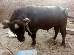 MashAllah desi bull, cow
