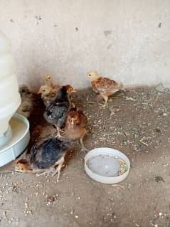 Golden misri chicks for sale age 24 days plus cell No 03027466629