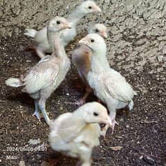 Heera aseel  white noke white Nile  chicks