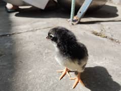 australorp, golden,misri 0