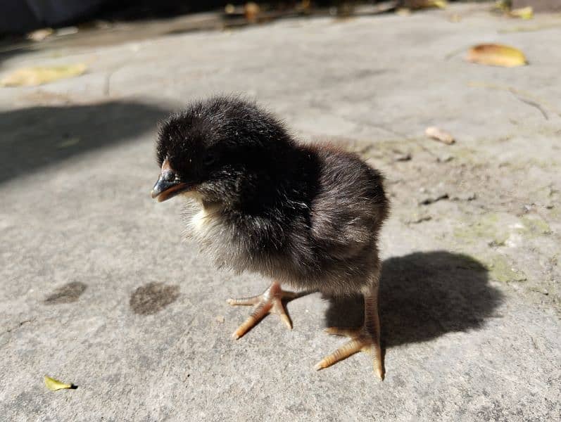 australorp, golden,misri 1