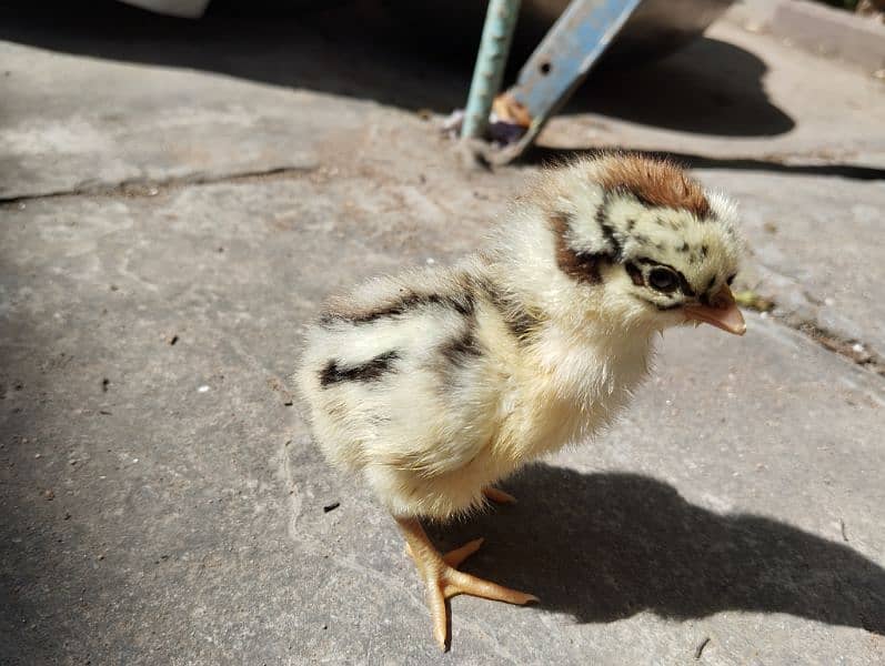 australorp, golden,misri 2