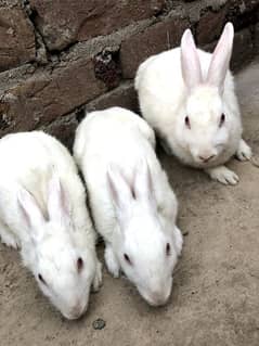 3 rabbit female