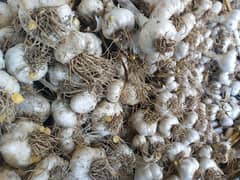 G1 garlic for sell