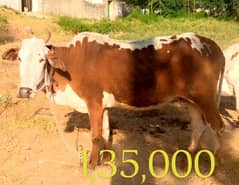 Best Qurbani Bulls | Cow | wacha | Janwar | wehra | Desi cow