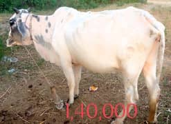 Qurbani Bulls | Cow | wacha | Janwar | wehra | Desi cow