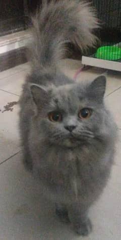 Russian and prshain cats available hn