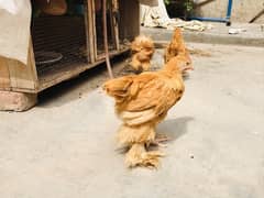 Golden Heavy Buff Chicks , Fancy Hens Eggs Chicks