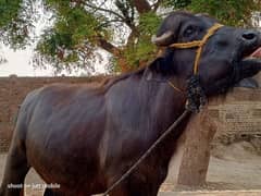 2 dant. black jhotta for QURBANI. 03294594236 call or what's up