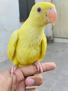 yellow Parrot for sale with cage.