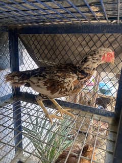 aseel chick for sale 1500 price aseel murgi for sale  3000