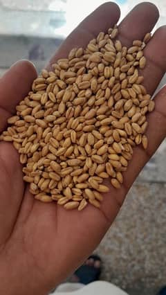 wheat(gandam)