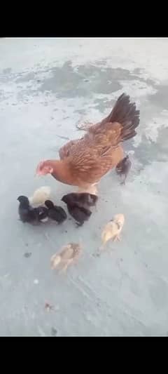 Sale Aseel Hen With 10 chicks