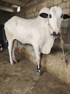 Qurbani Bulls | Cow | wacha | bail | Desi cow | qurbani 2024