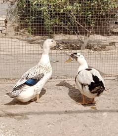 Duck Pair for Sale