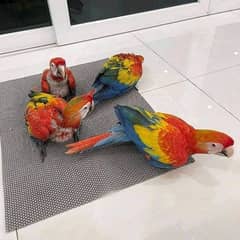 red macaw chicks
