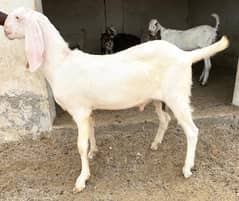 Bakra Goat Qurbani 2024 Makki cheni White