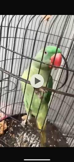 raw parrot male & female 10 months for sale with big beautiful cage