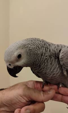 Tamed African Grey