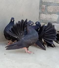 balck Lucky kabooter| Indian Fantail pigeon