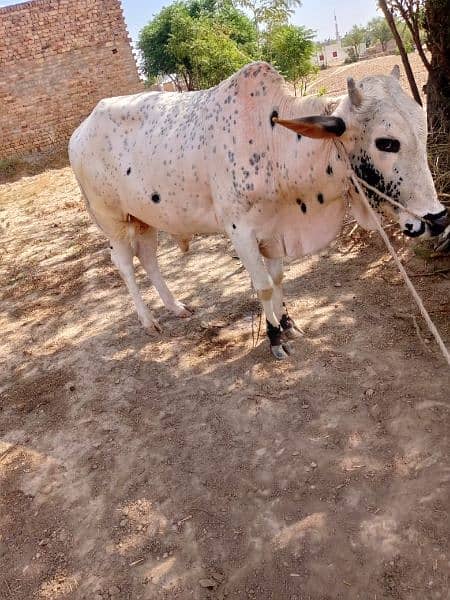 2dant beautiful animal (buls and camal)qurbani ka liya 18
