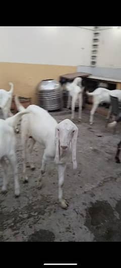 13 desi white Bakray beautiful, active and healthy