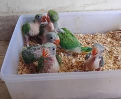 Green Ringneck and Raw Pahari Chicks