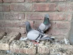 Rasar /qasd pigeon pigeon pair