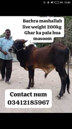 Bachra | cow | quarbani | bachiya | bachra 2 dant