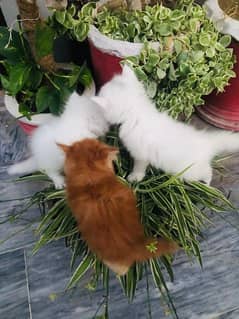 Persian kitten for Sale