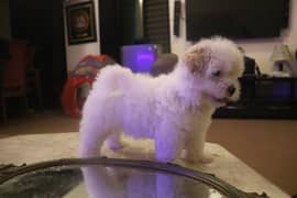 French Poodle female Puppies for sale 0