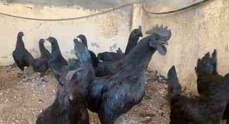 Ayam cemani grey toung original breed