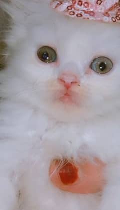 very very very cute and beautiful friendly kitten's active and healthy