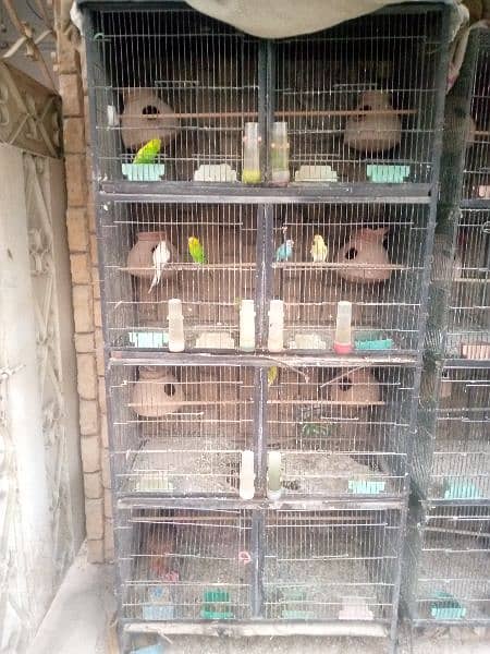 only cage for sale 1