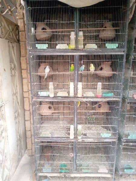 only cage for sale 2