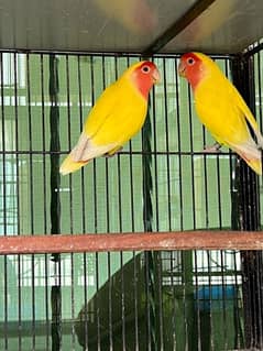 lutino lovebird breeder pairs