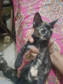 Single Coat Persian kitten