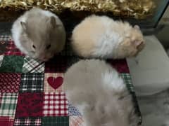 Syrian baby hamsters available